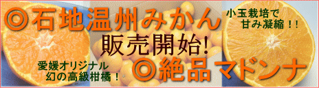 みかん販売開始！